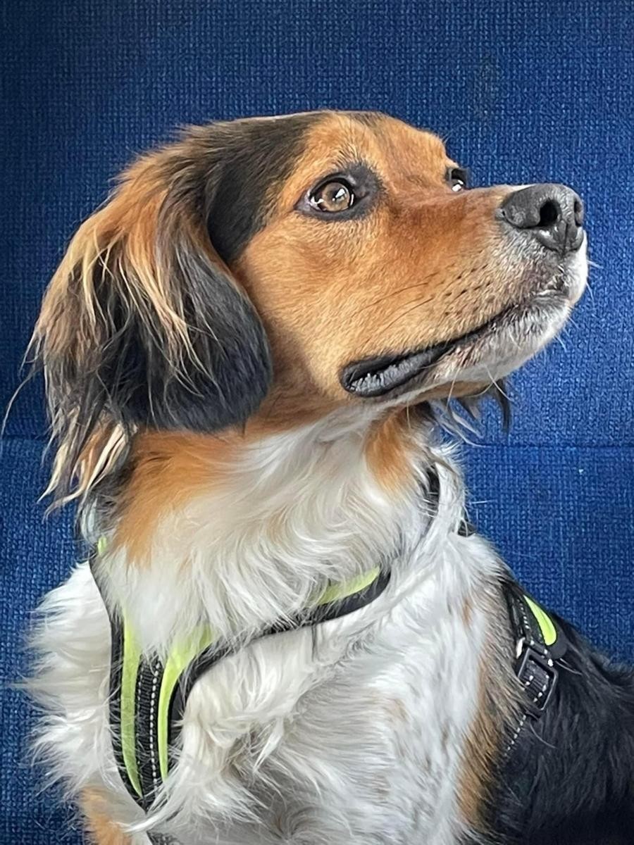 Meet Arlo