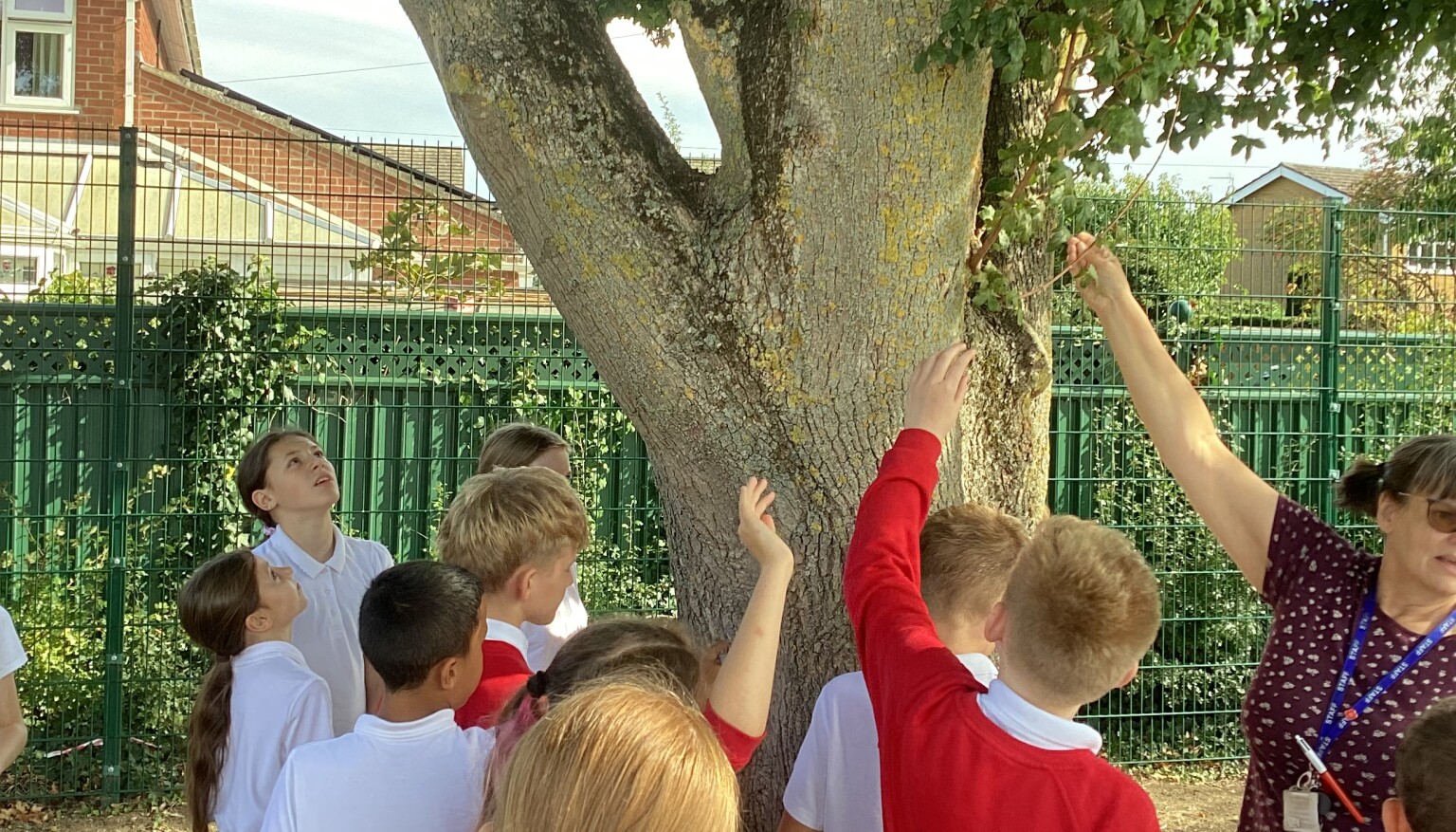 Science - Plant / Tree classification
