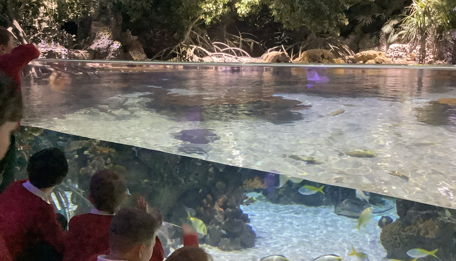 Our trip to The Deep to support our Blue Planet and Living Things topics.