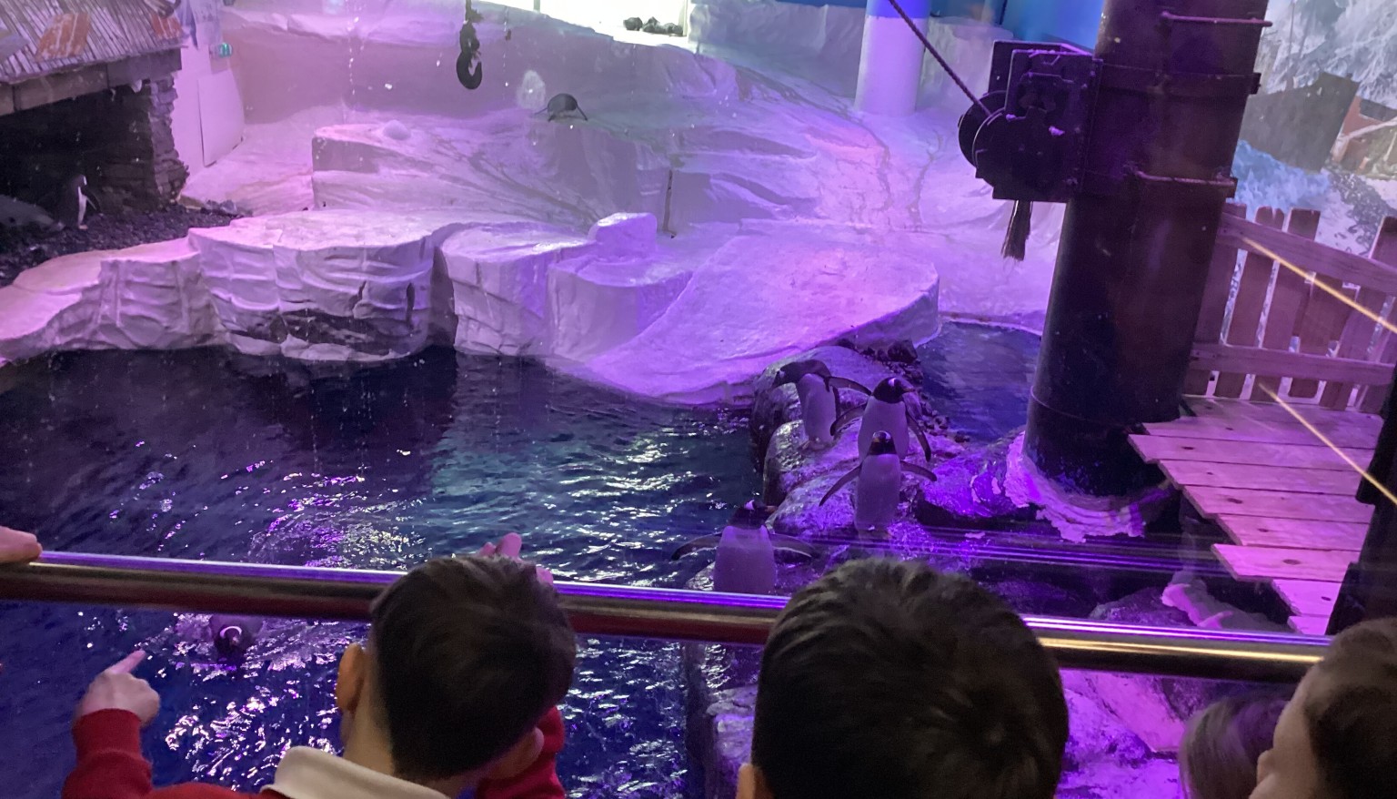 We saw the penguins getting fed