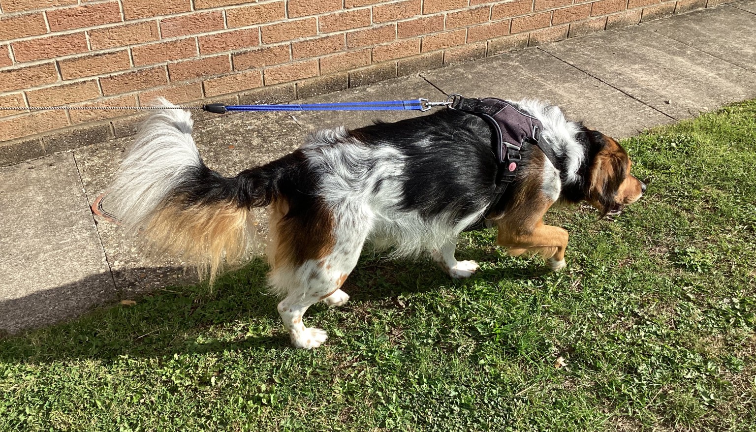 We took Arlo for a walk in the sunshine