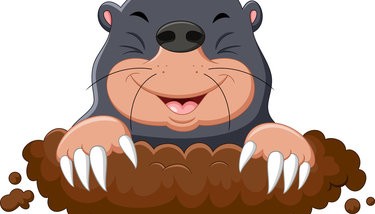 Mole