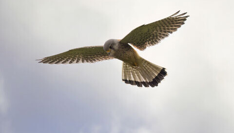 Kestrel
