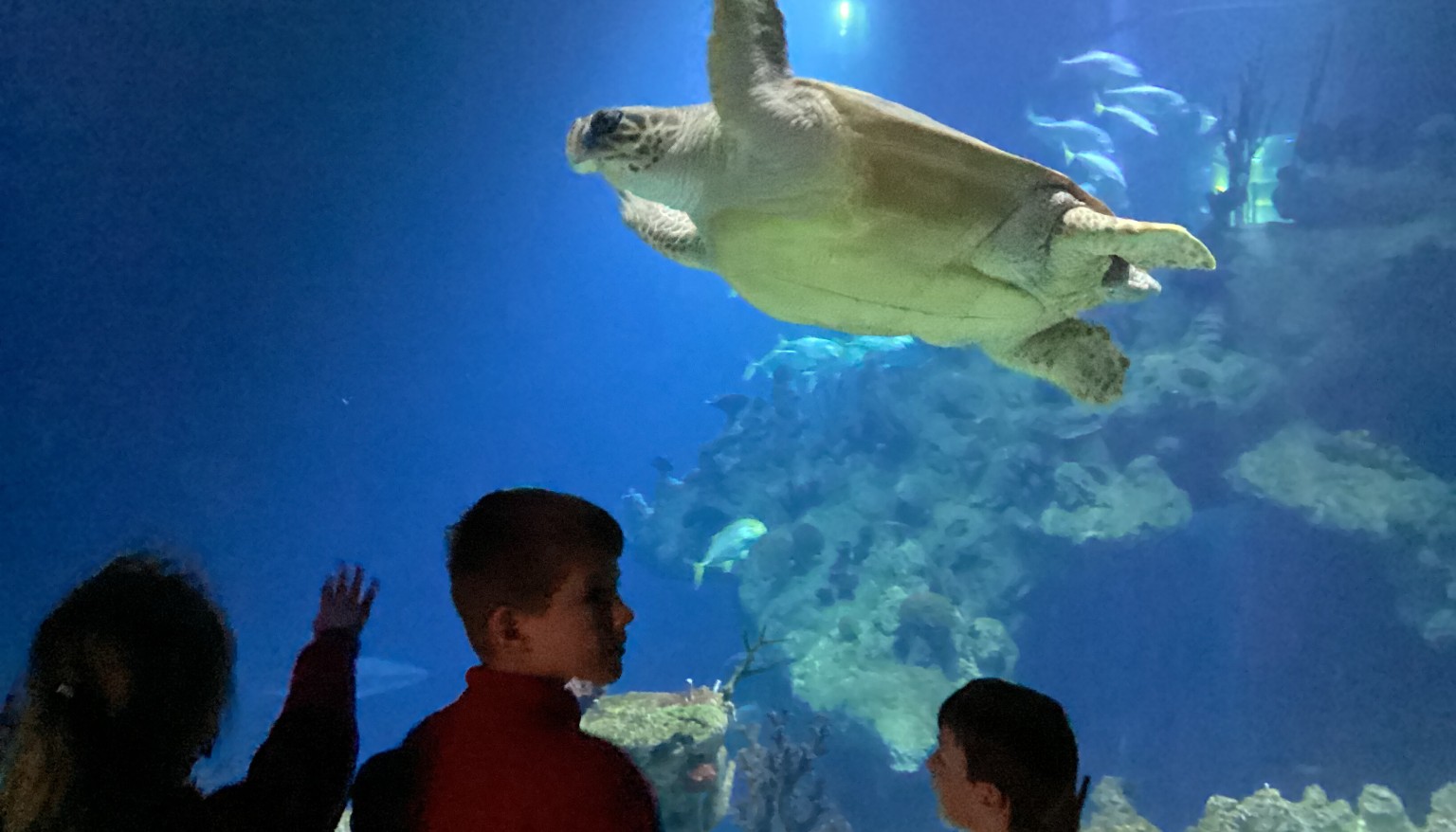 We saw turtles at The Deep