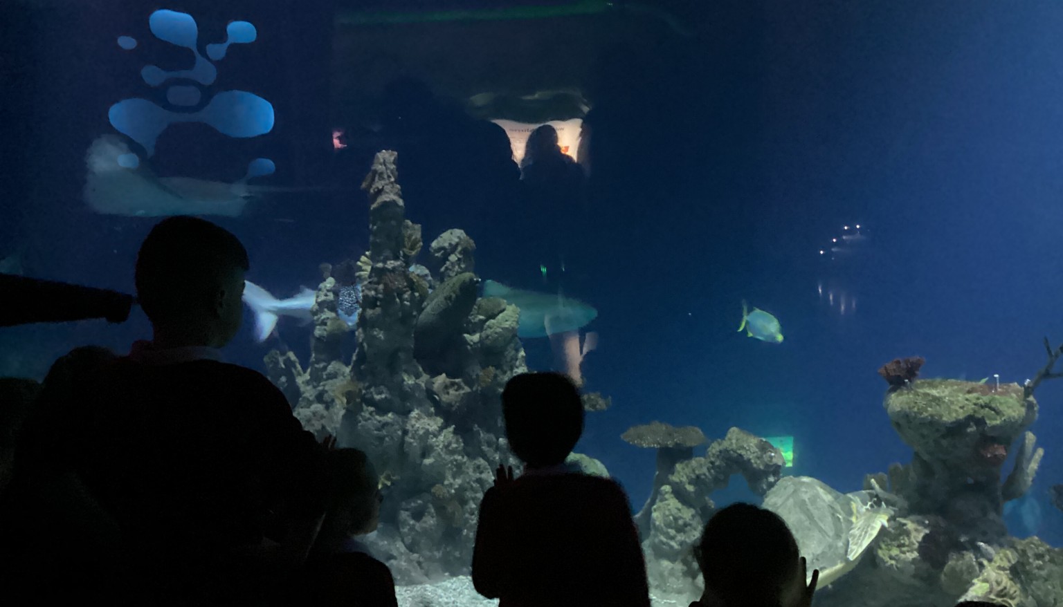 We saw some amazing creatures