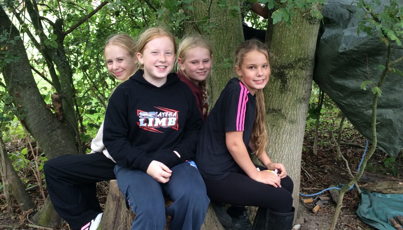 Falcons in the forest