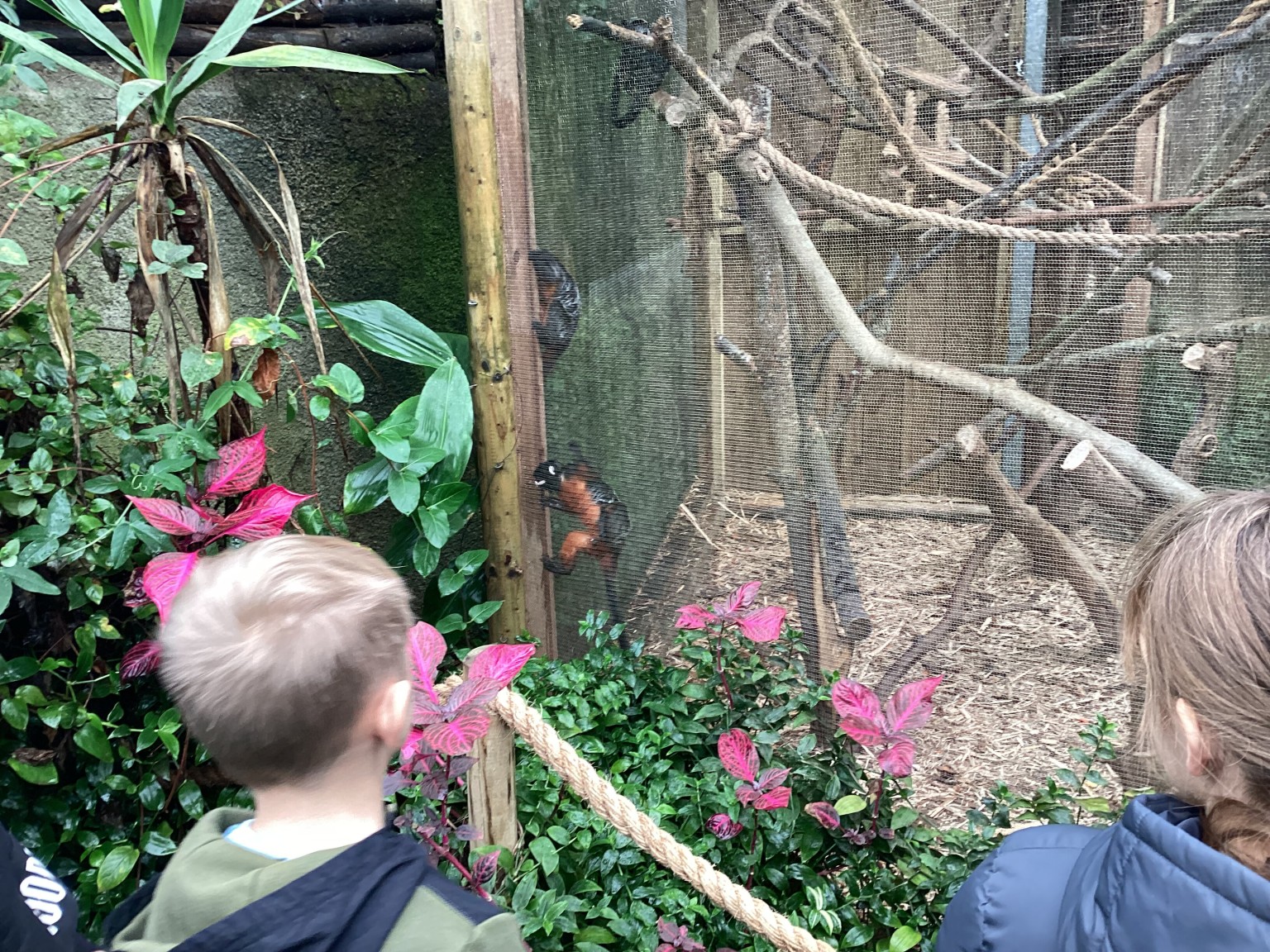Amazona Zoo