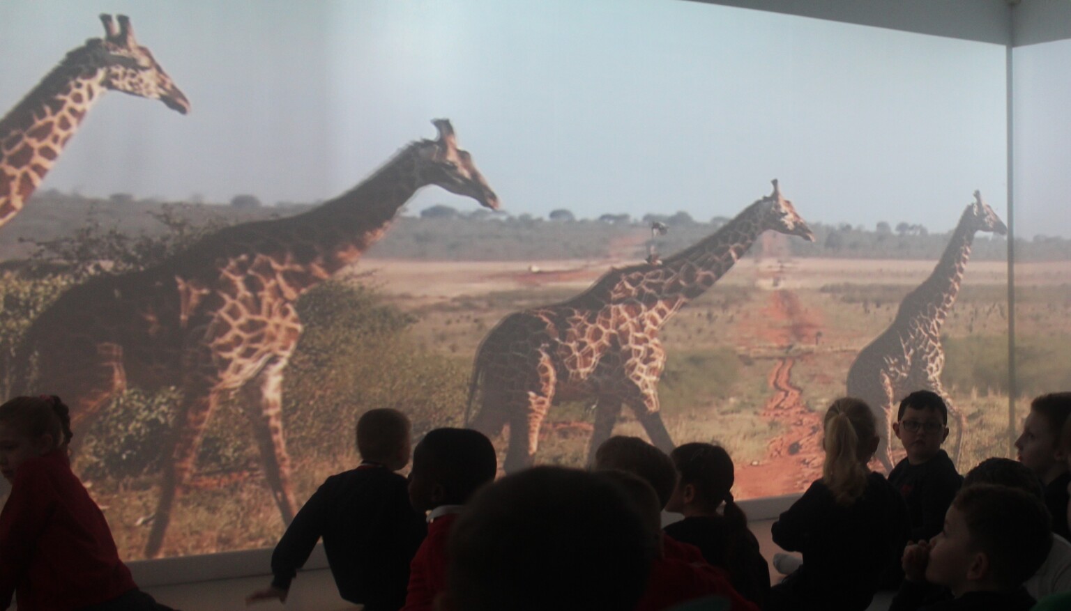 immersive suite