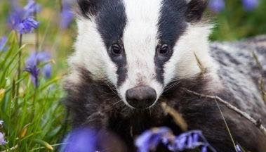 badger
