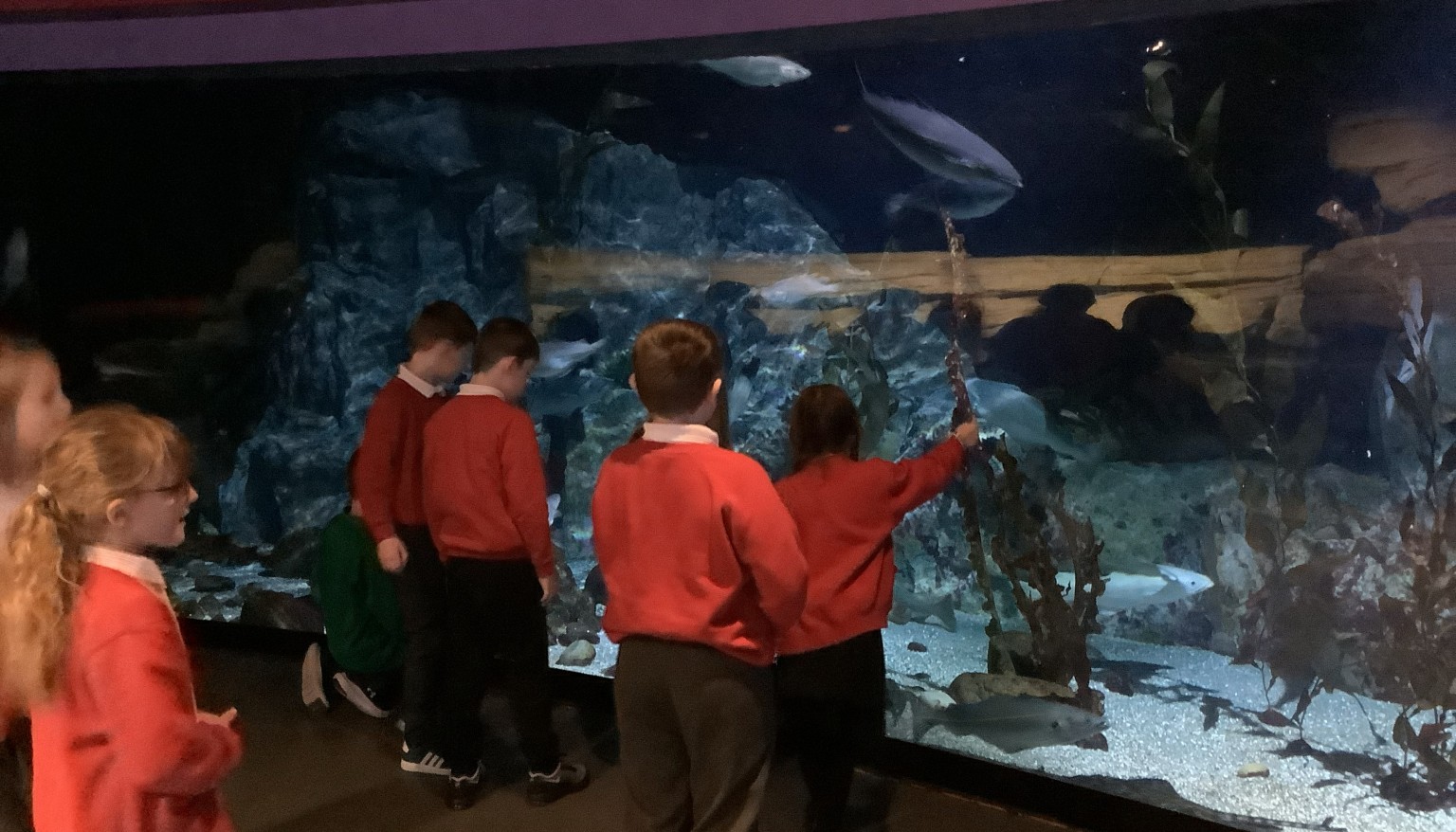 Our trip to The Deep to support our Blue Planet and Living Things topics.