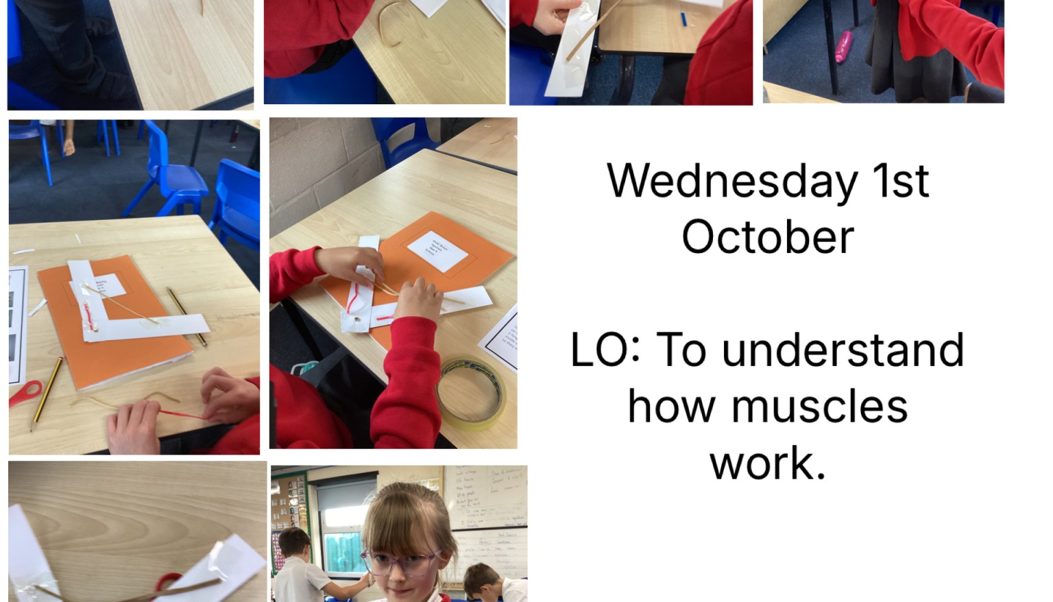 Understanding muscles