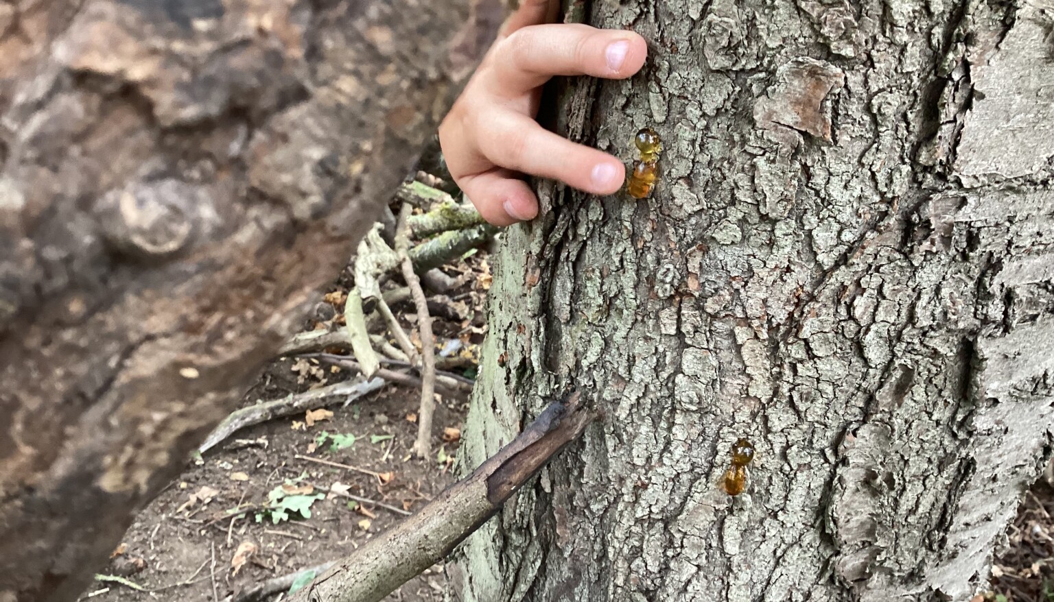 Forest School Sept 26