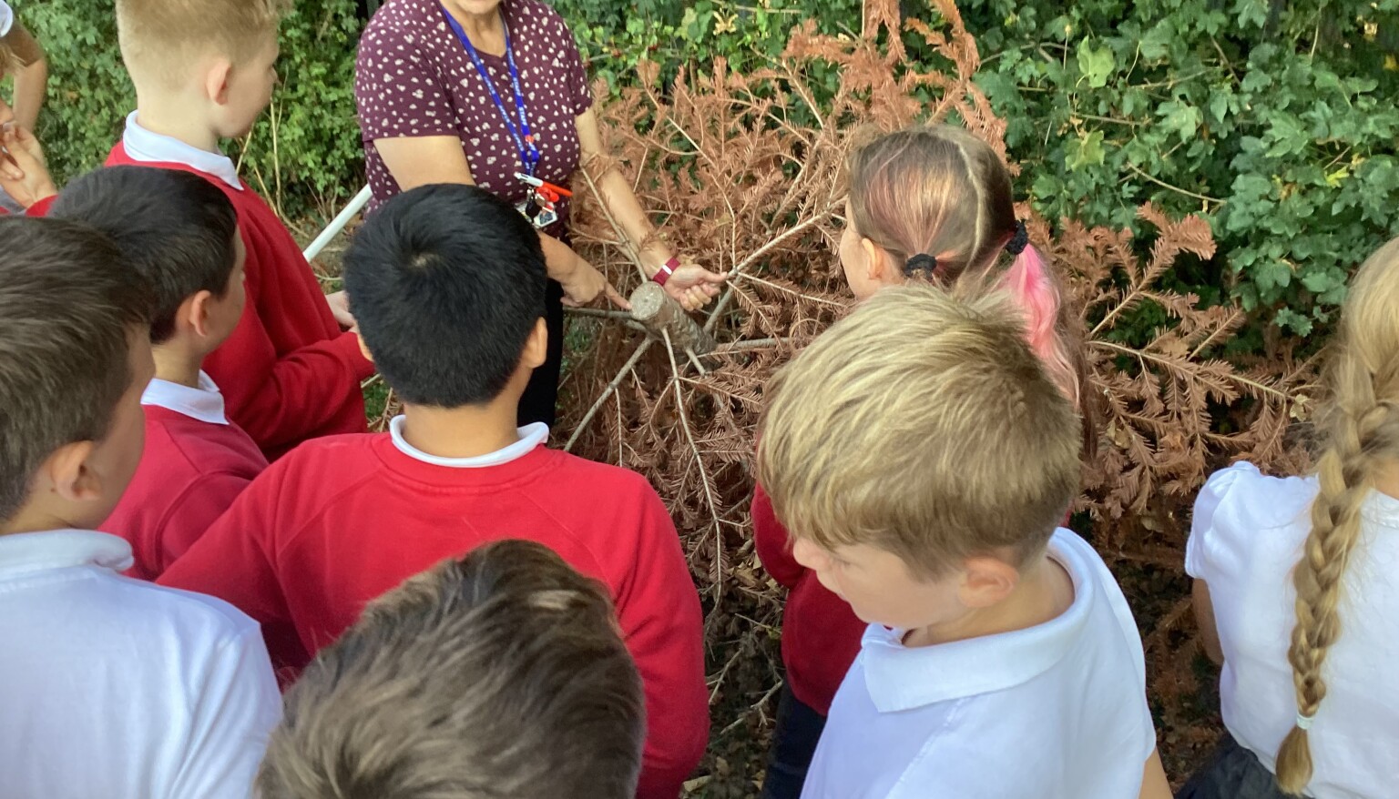Science - Plant / Tree classification