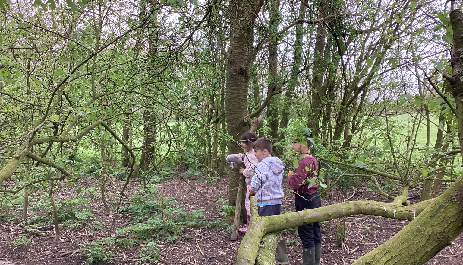 Having fun in the forest