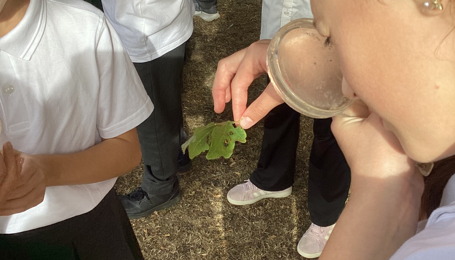 Science - Plant / Tree classification