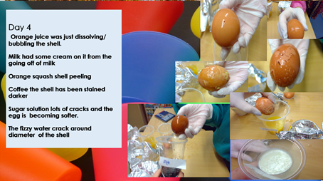 We planned and carried out our own investigation to find out which liquids do the most damage to tooth enamel- using eggshells.