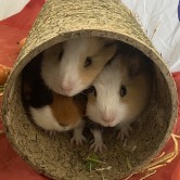  Chaos, Cookie and Custard 