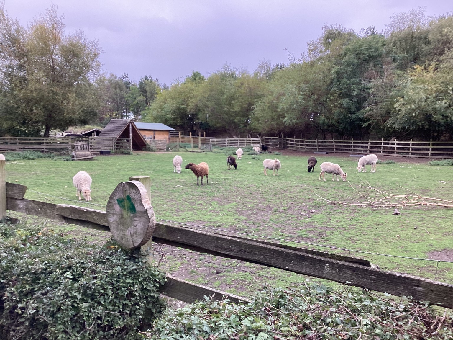 Farm animals