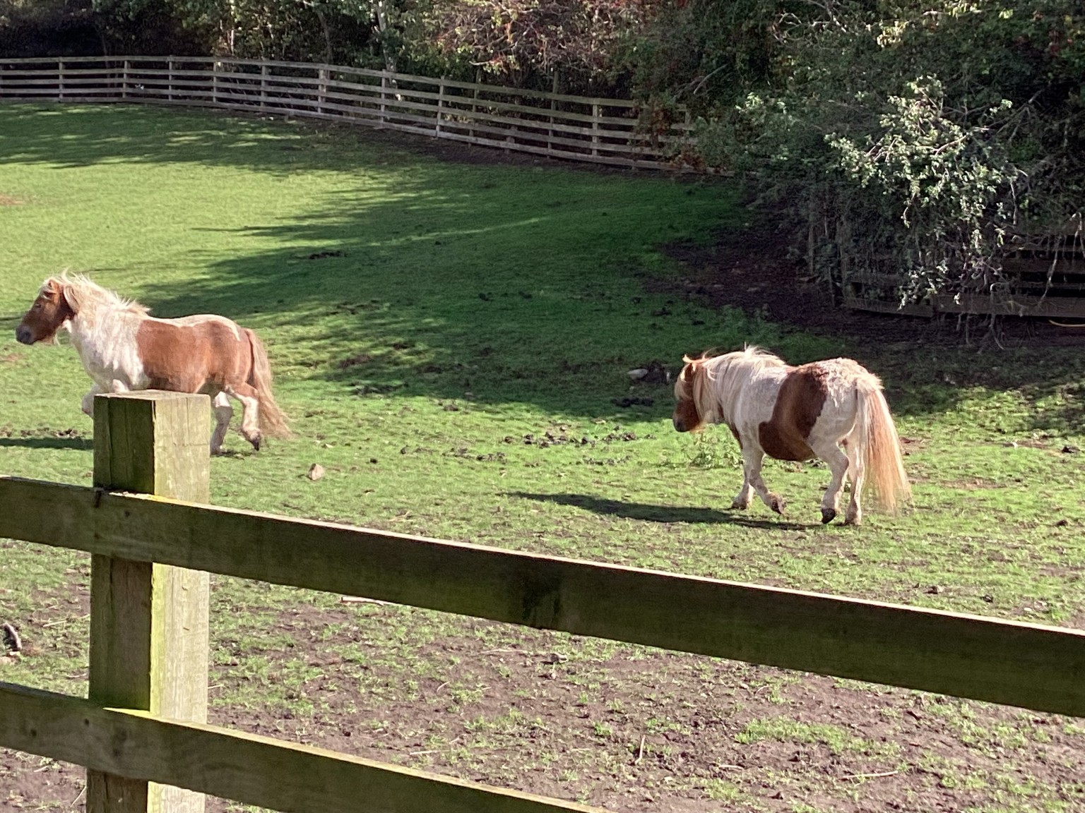 Ponies
