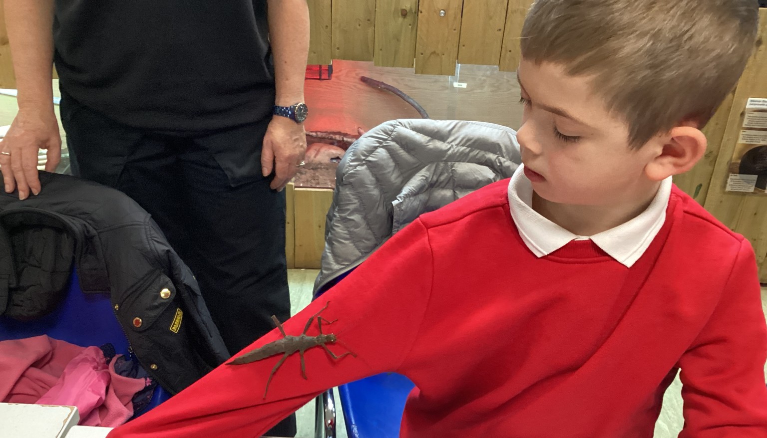 Giant stick insect!