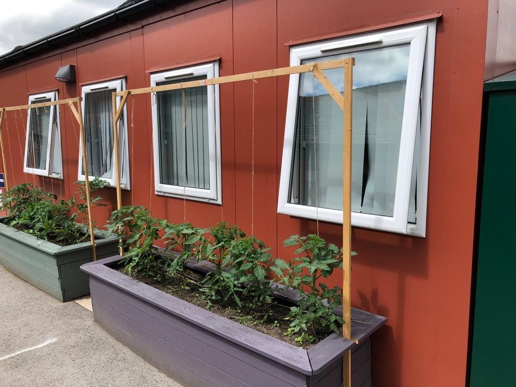 Tomatoes (Early Summer)