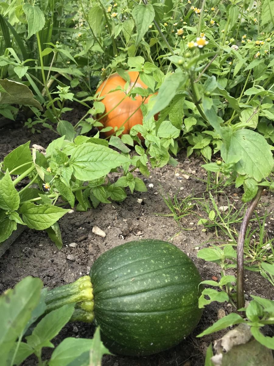 First Season Veggies