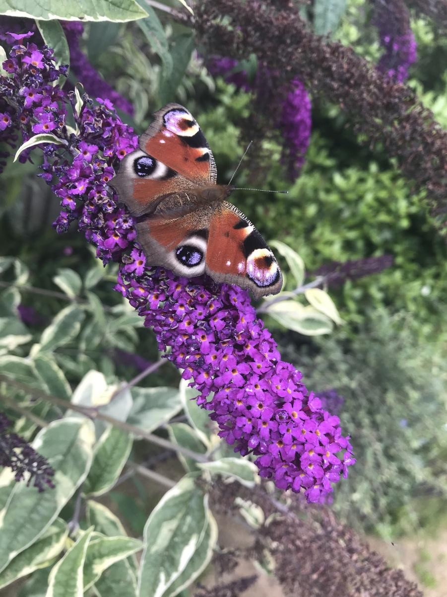 Wildlife Spotting