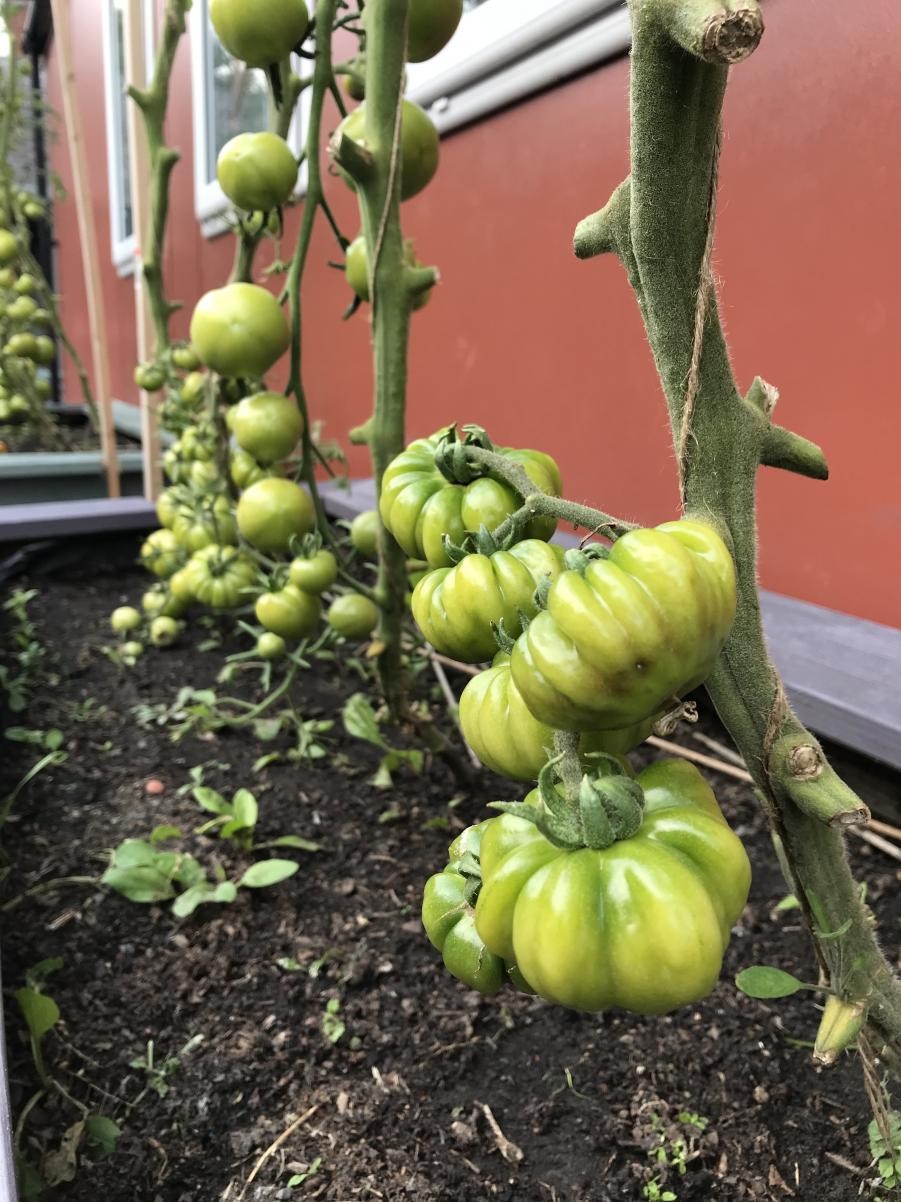 Tomatoes (September)