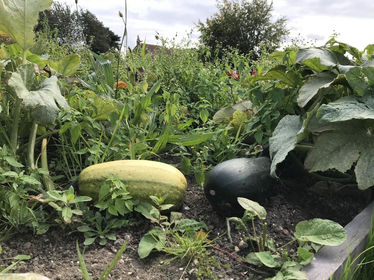 Marrows (September)