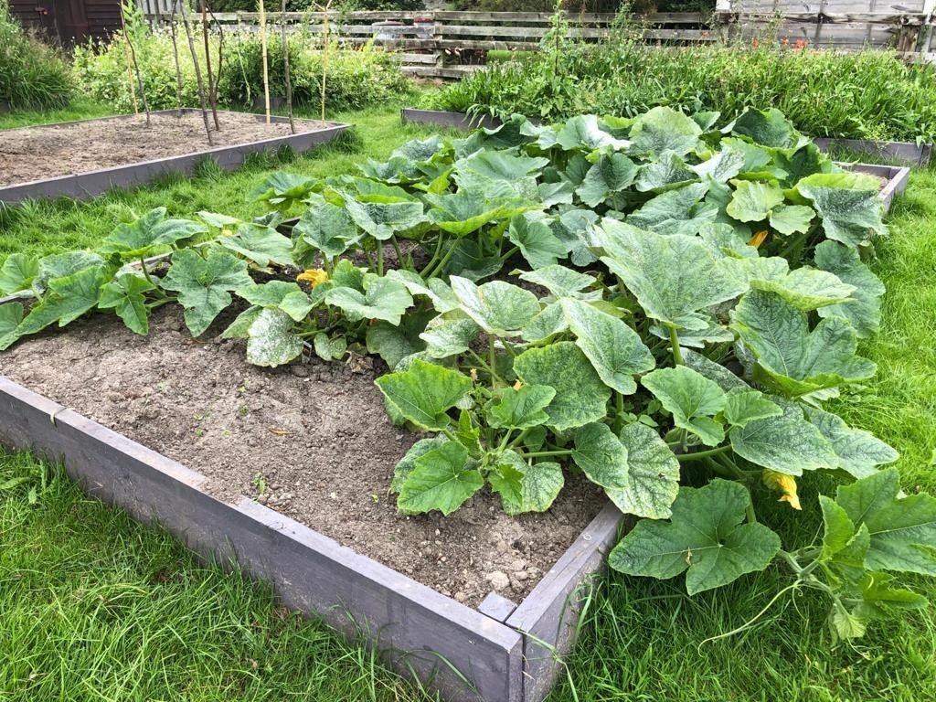 Early Summer Plots