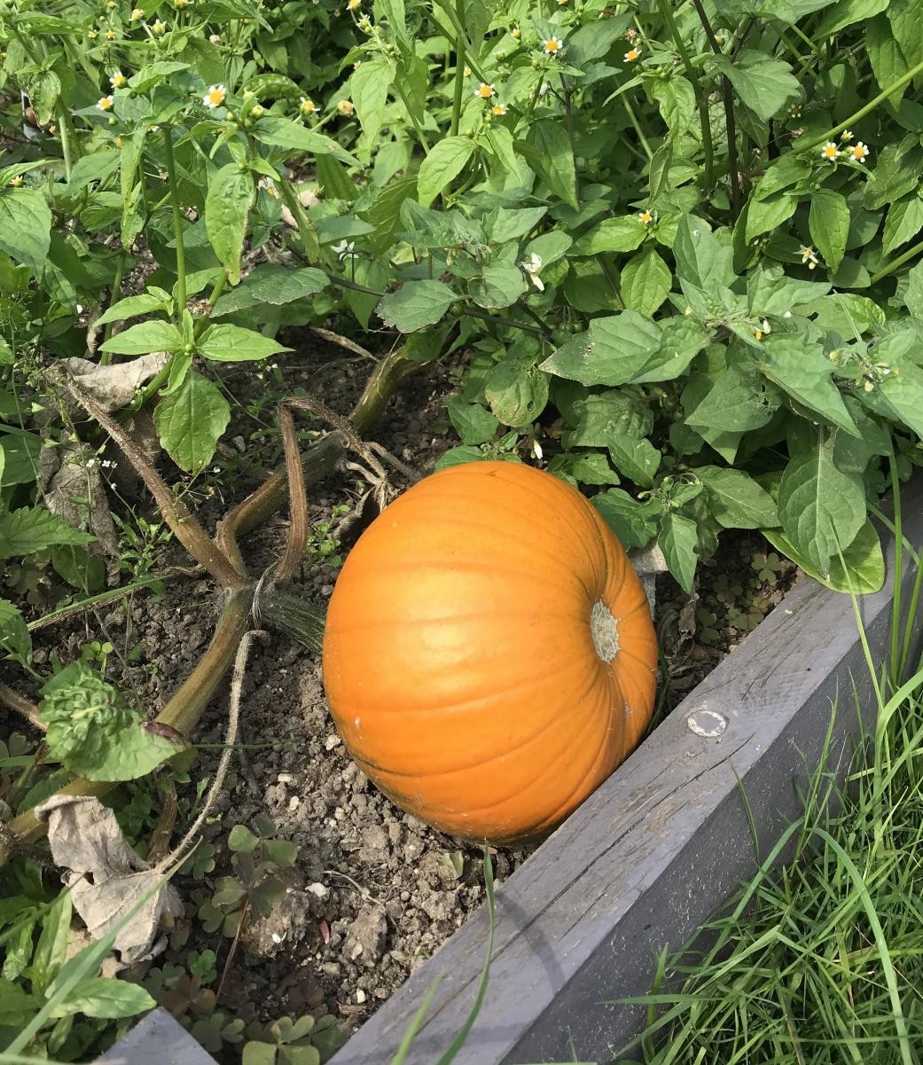 Pumpkins (September)