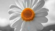 Digital art created using layering and colour removal techniques