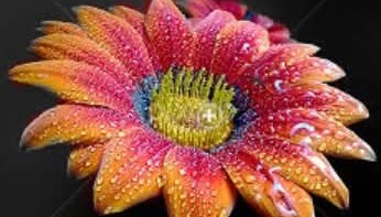 Digital art created using layering and colour removal techniques