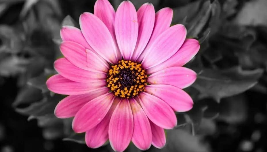 Digital art created using layering and colour removal techniques