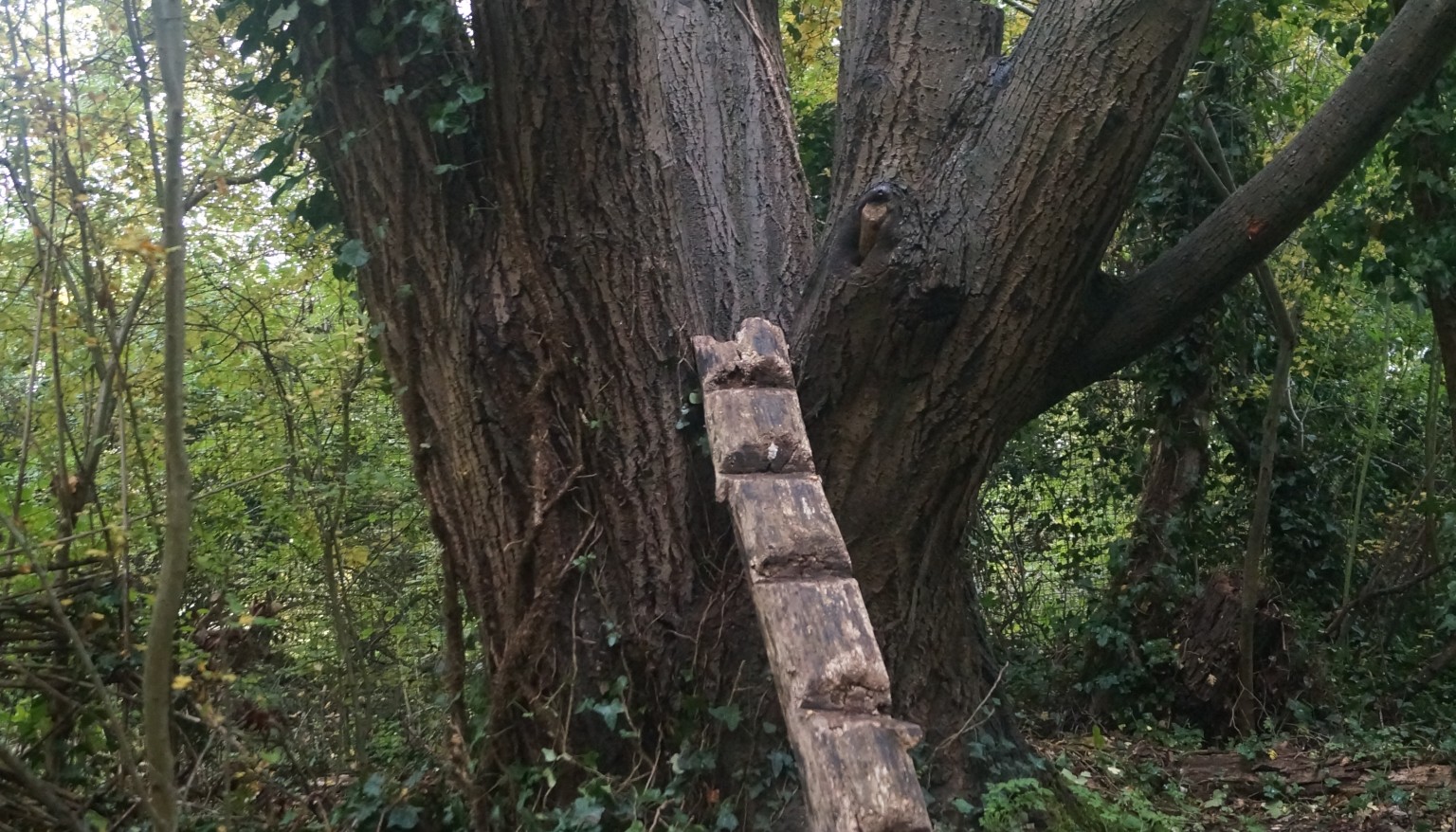 Tree ladder