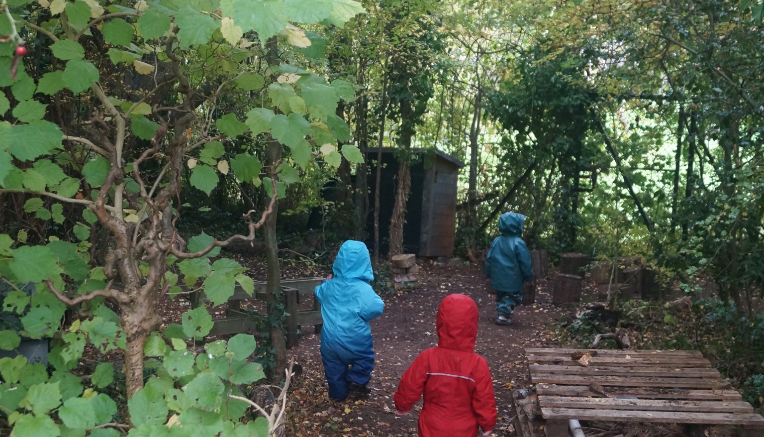 Exploring the forest area