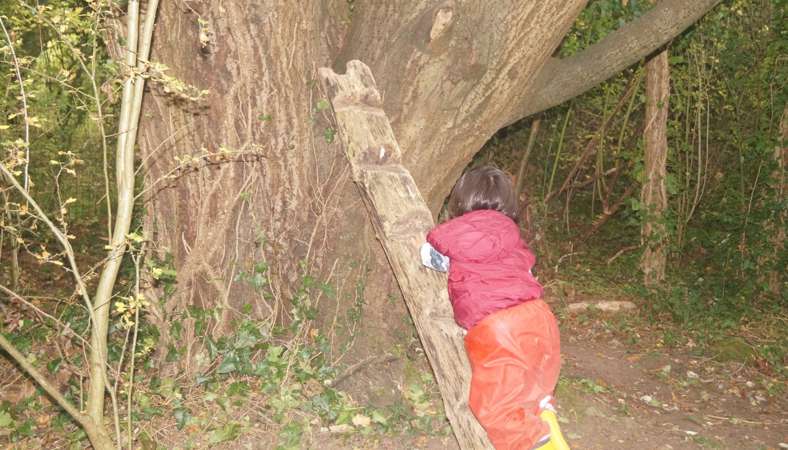 Child climbing tree