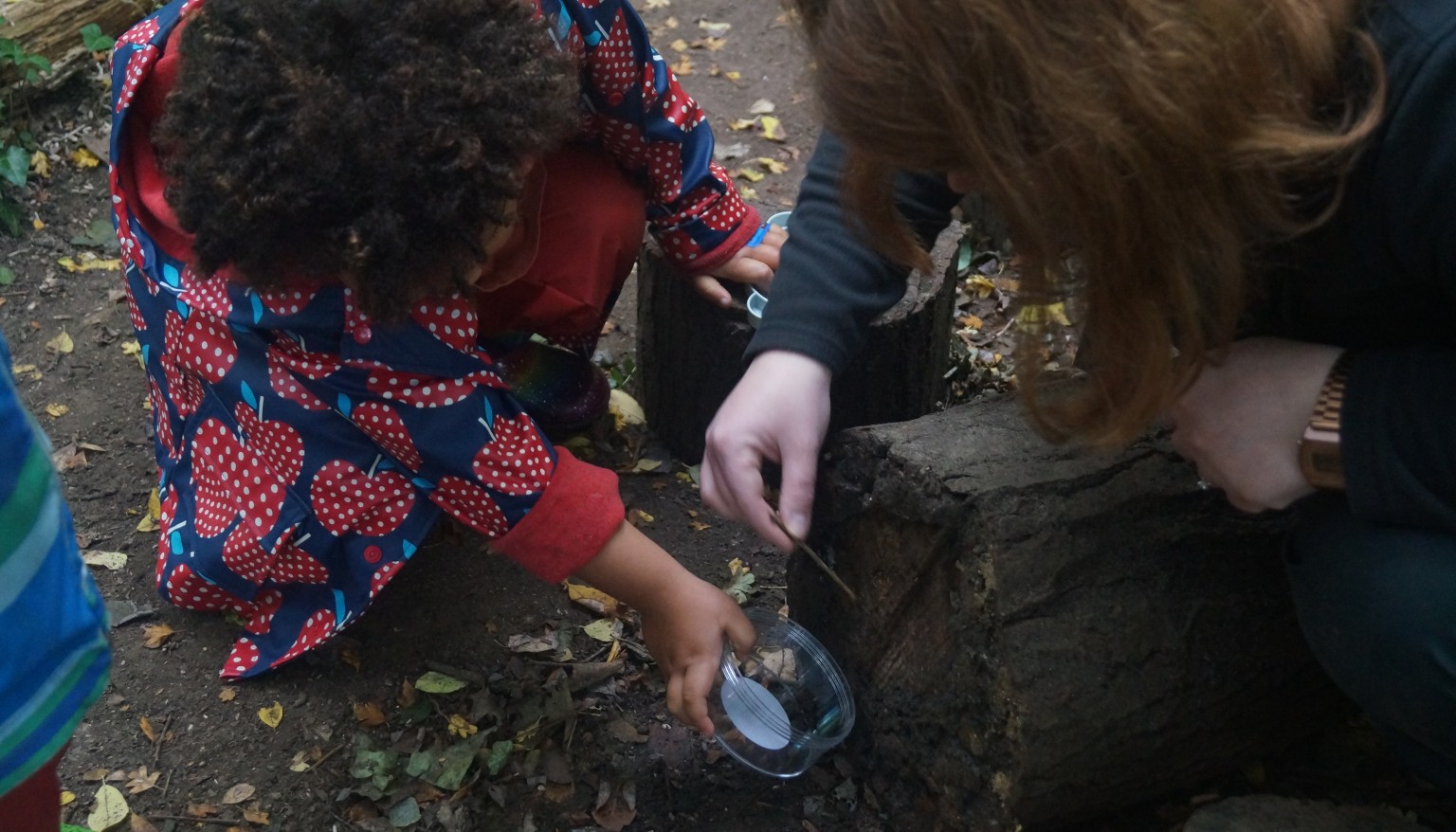 Bug collecting