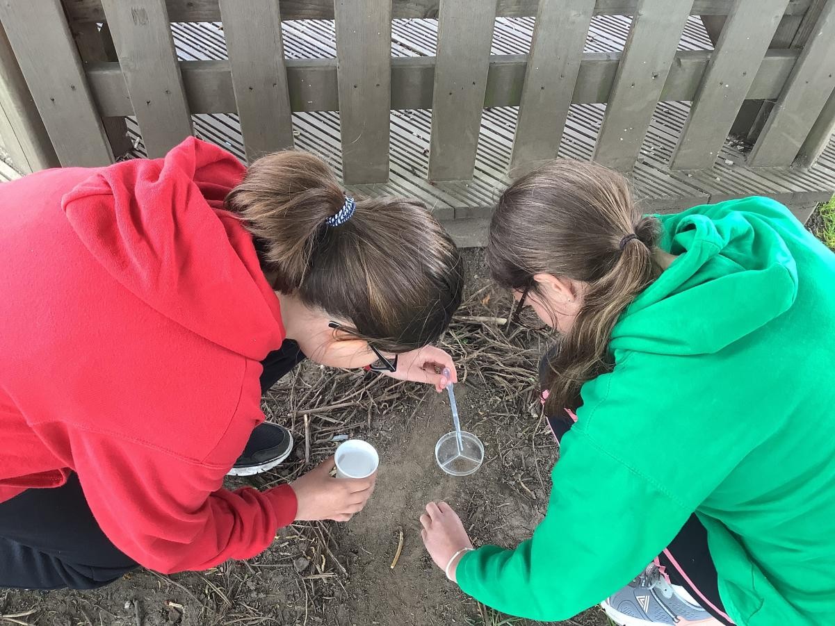 Testing the soil pH.