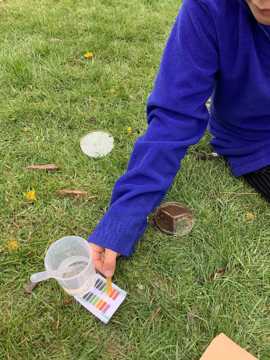 Testing soil acidity.