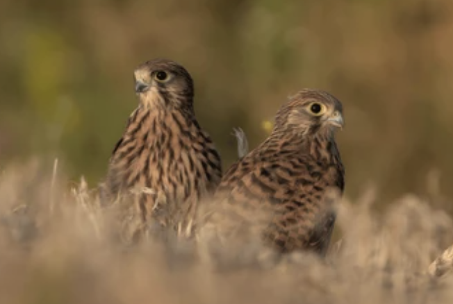 Kestrels  Class 