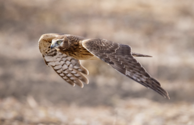 Hawks Class