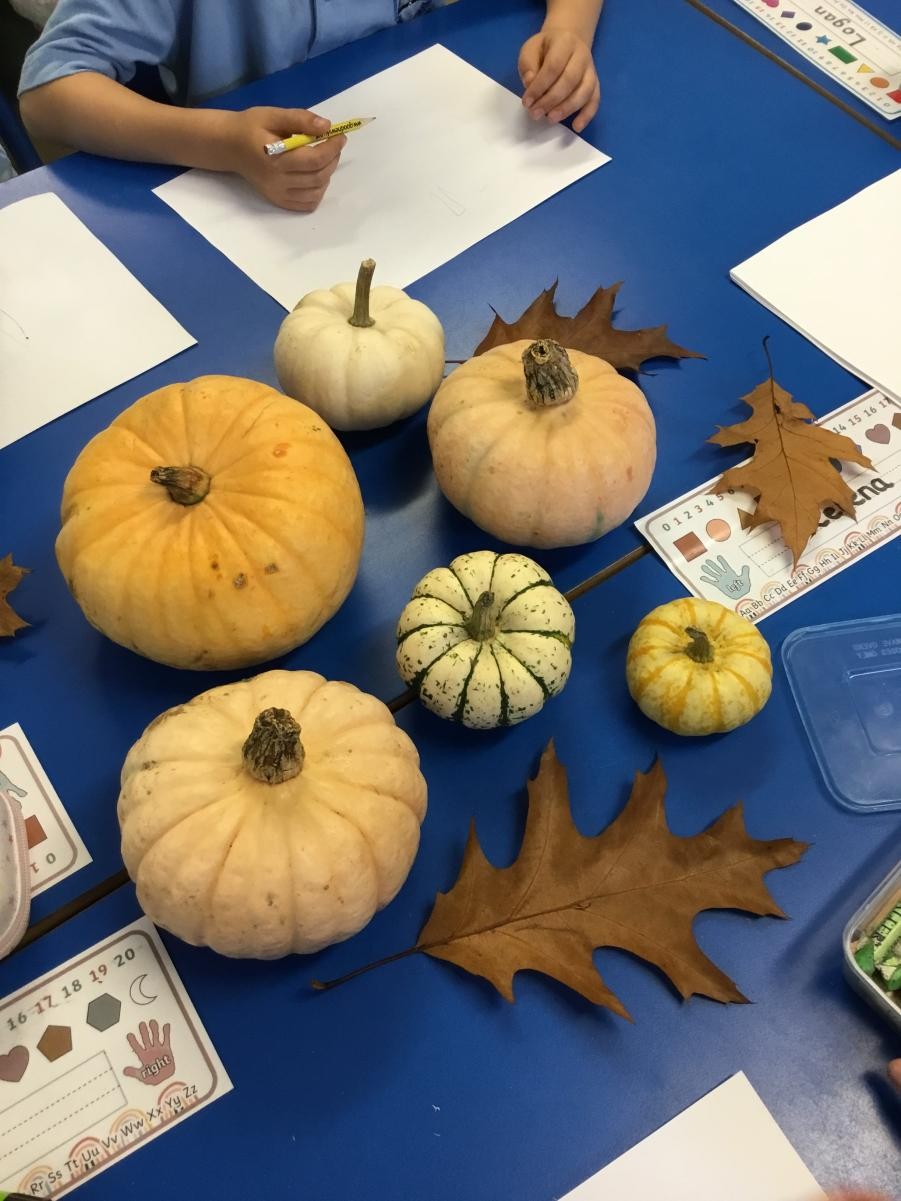 Today P3 enjoyed observational art as they drew what they saw when looking at our class pumpkins and gourds. 