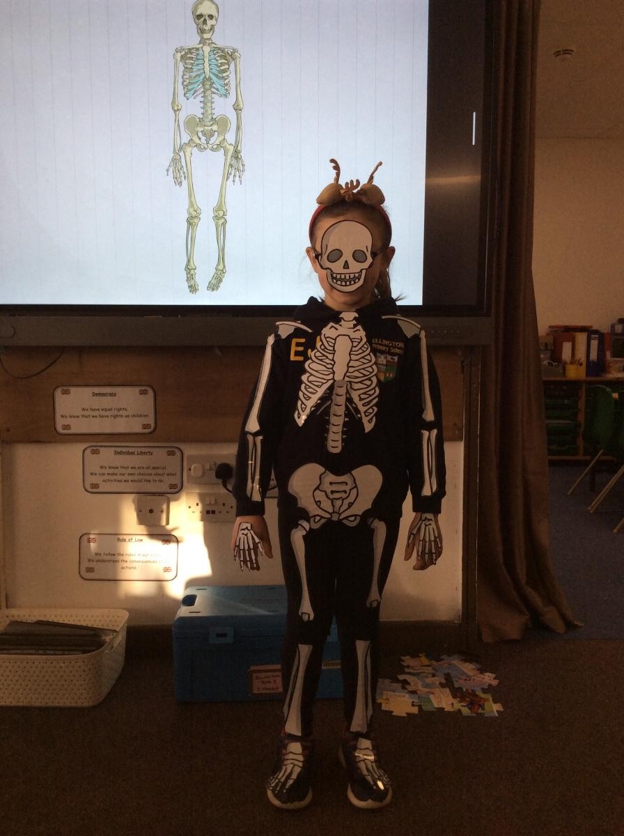 A human skeleton in Year 3