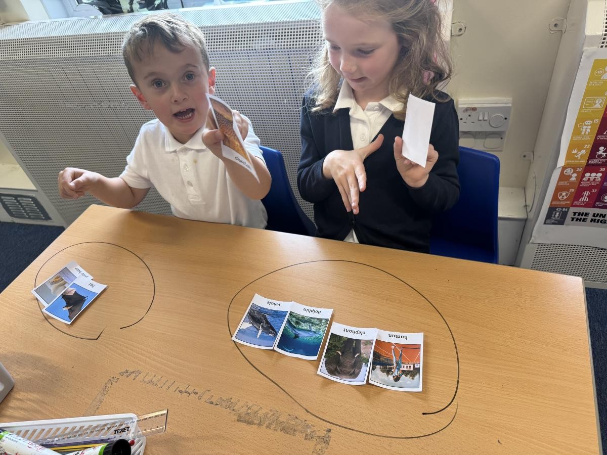 Pupils sorting animal cards