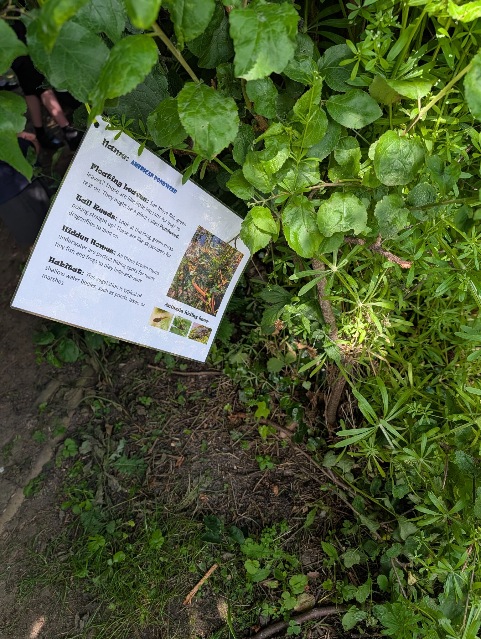 Information guides in our forest school