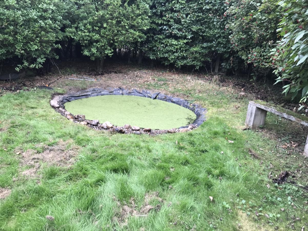 Our pond
