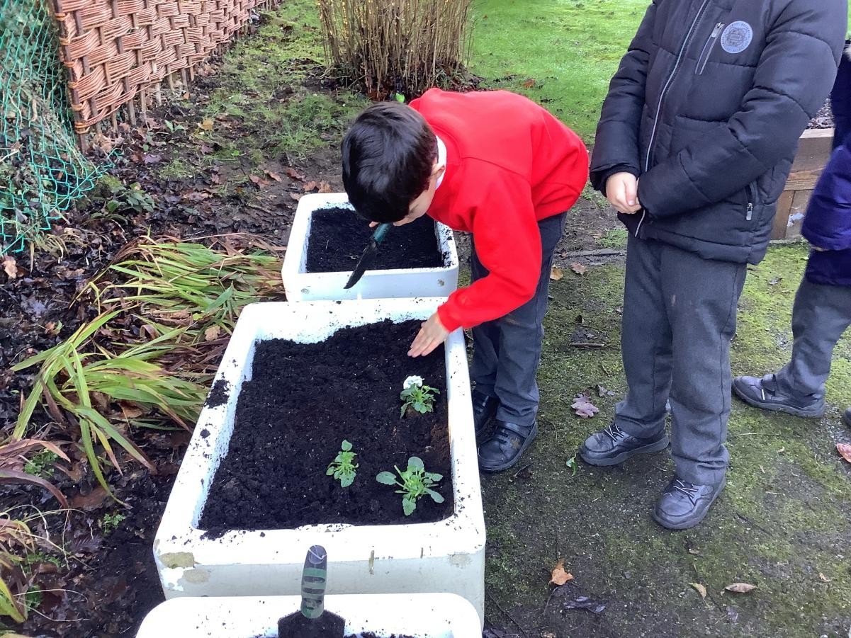 Planting Winter Pansies