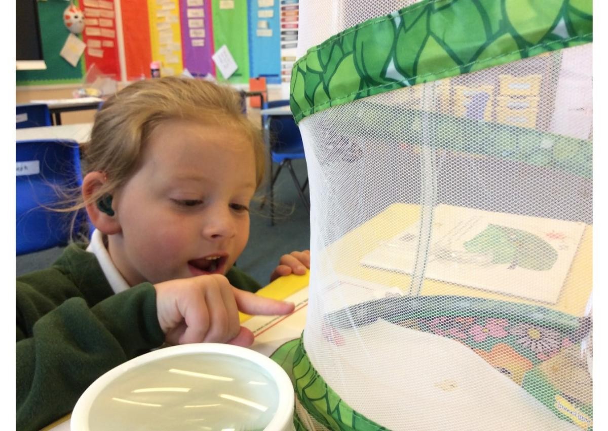 How Exciting! Waiting for the caterpillars to grow into butterflies.