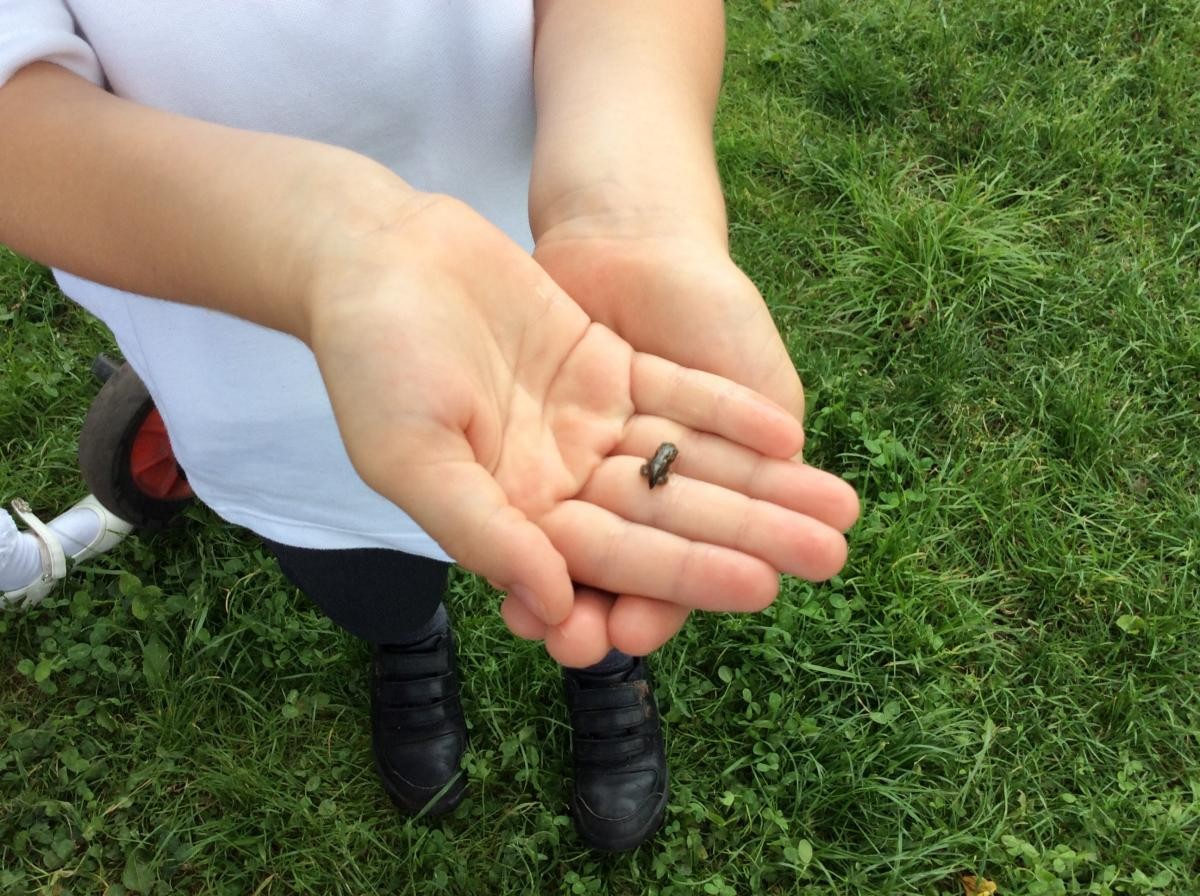 We have tiny frogs!